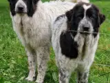 Vogter hunde - Pyrenær og Maremma - 2
