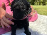 Familieopdrættede goldendoodles - 3