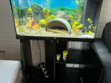 Axolotl