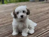 Bichon Havanais hundehvalpe  - 3