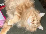 Maine Coon uden tavle