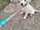 Golden retriever 3xvac. - 3