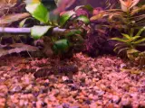 Ancistrus sugemalle