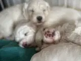 Coton de Tulear / Bichon Havanais blandinger - 5