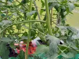 Agurk og tomat planter  - 2