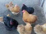 Varmefrie kyllinger sælges  - 2