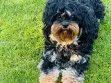 Cavapoo  - 4