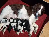Sproodle/springerdoodle hvalpe - 5