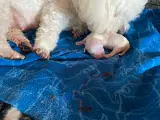 Coton de Tulear - 3