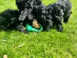 Cavapoo-hvalpe 4 tilbage - 4