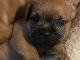 Fransk cavapoo søger ny sofa arm🥰 - 2