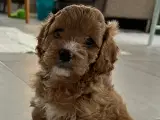 Sund og harmonisk cavalier/puddel(cavapoo)-tæve 
