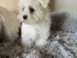 Ægte mini malteser  - 4