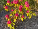 Rododendron 
