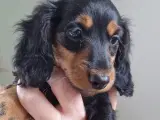 Langhåret miniature gravhund 