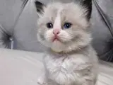 De Skønneste Ragdoll Killinger Søger Kærlige Hjem - 3