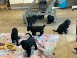 Golden doodle F1B babyer  - 5