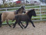 En rigtig famile hest 