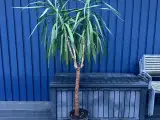 Plante - Jucca Palme