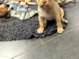 ABKC American Bullys  - 3