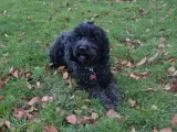 Mini Goldendoodle hvalpe - 3