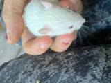 Rotte unger