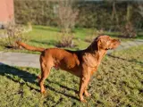 Dexter tilbydes til parring - 4