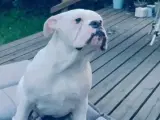 Haster Olde English bulldog 6 mdr - 5