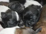 Tibetansk spaniel  - 3