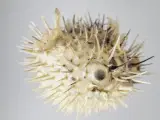 ⭐️· Sæt af 2 små tørrede Pindsvinefisk / Kuglefisk - 4
