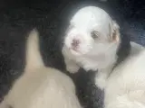 Shih tzu hvalpe - 5