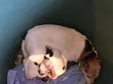 Dansk-Svenske Gårdhundehvalpe