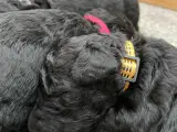 Labradoodle/ kongepuddel  - 4