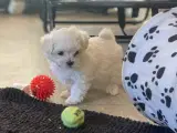 Maltipoo babyer må rejse d 8/12-23