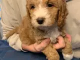 Cockapoo hvalpe - 3