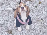 Tricolor Beagle , passport , vaccins , chip  - 3