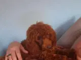 Dværg hanhunde til paring på vores adresse  - 3