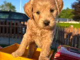 Lille labradoodle  - 4