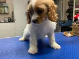 Cavapoo F1B er rejse klar nu - 2