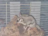 Sugarglider + Bur - 3