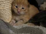 1 han killing tilbage. Maine coon