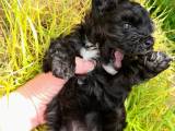 Maltipoo  - 4