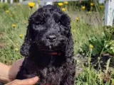 cockerdoodle, cockerpoo, doodle, cockapoo - 3