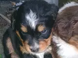 "Mini Berner Sennen" - 2