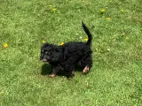 Cavapoo babyer må rejse nu - 5