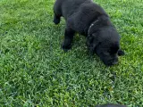 Rottweiler/ Labrador hvalpe  - 2