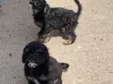 Cavapoo babyer må rejse nu - 2