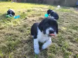 Engelsk Springer Spaniel hvalpe - 5