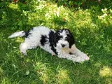 Sproodle/springerdoodle hvalpe - 2