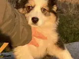 Vera - Pragtfuld Australian Shepherd Hvalp - 2